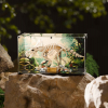 LEGO® Dinosaur Fossils: Triceratops (77985) Display Case