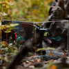 LEGO® How to Train Your Dragon: Toothless (10375) Display Case